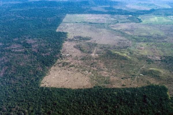 O mico de Dilma: comemorou queda do desmatamento e foi desmentida pelo próprio governo